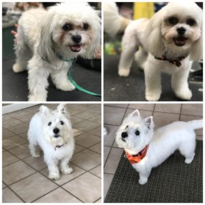 dog grooming maryland